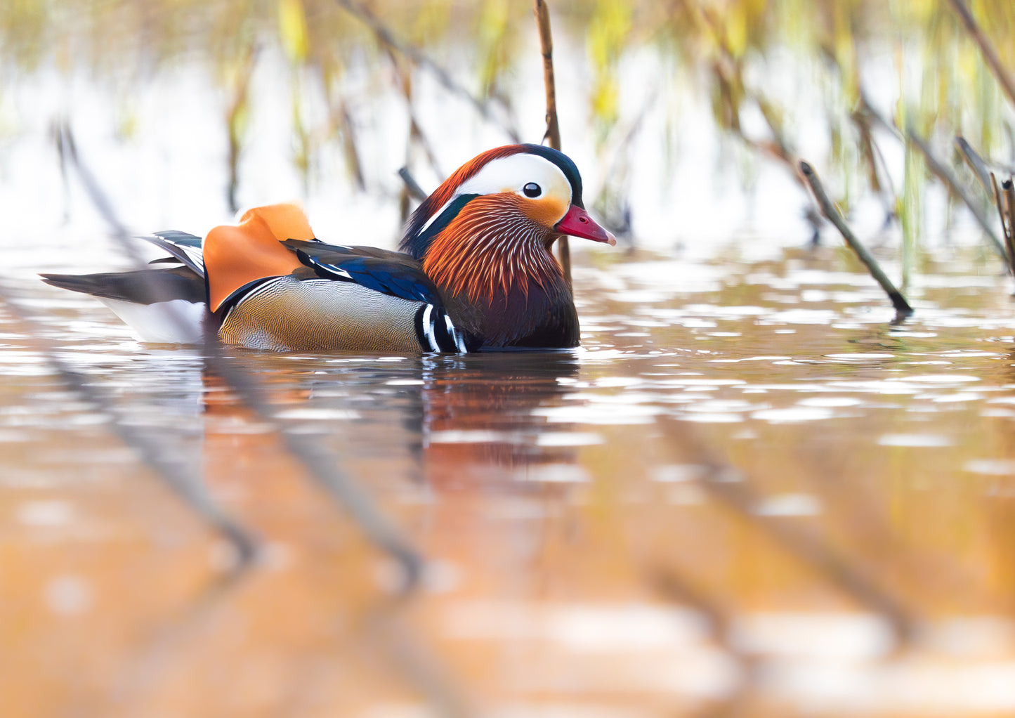 Luontokalenteri 2026